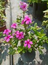 四川、成都草花基地長春花批發(fā)基地批發(fā)30高長春花大杯
