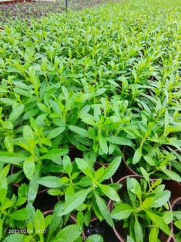 30高馬鞭草基地40高馬鞭草批發(fā)甘肅馬鞭草價格馬鞭草雙色杯