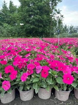 矮牽牛14杯價(jià)格矮牽牛批發(fā)基地矮牽牛工程苗四川成都矮牽牛
