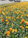 三色堇12杯基地三色堇雙色杯批發(fā)三色堇小杯大杯三色堇工程苗