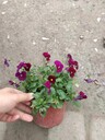 草花基地四川角堇大杯出售角堇雙色杯14杯角堇價(jià)格角堇批發(fā)