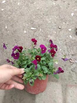 草花基地四川角堇大杯出售角堇雙色杯14杯角堇價格角堇批發