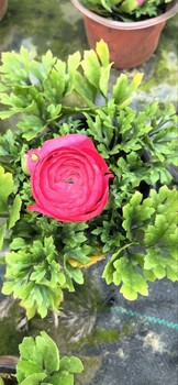 四川成都花毛茛基地批發(fā)花毛茛大杯價(jià)格花毛茛杯花工程