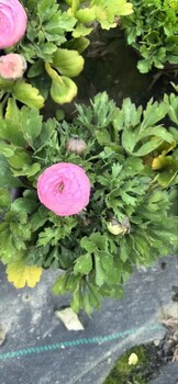 四川成都花毛茛基地批發(fā)花毛茛大杯價(jià)格花毛茛杯花工程