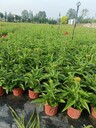 四川成都松果菊基地批發(fā)松果菊價(jià)格松果菊工程苗