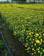 重慶、四川、成都草花批發(fā)基地供應(yīng)時令草花批發(fā)圖片