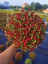 四川、成都球菊基地草花批發(fā)基地球菊盆苗大批發(fā)