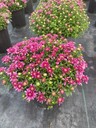 球菊14杯基地球菊2加侖杯批發(fā)球菊雙色杯價(jià)格球菊工程苗