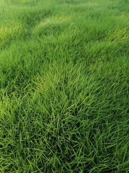 四川草坪基地草坪綠化苗批發臺灣二號草坪混播草坪價格