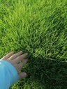 四川成都臺灣草草坪批發(fā)基地出售臺灣草草坪、混播草草坪