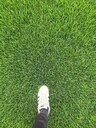 四川成都混播草坪基地批發(fā)混播產(chǎn)地混播價格草坪基地