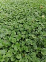 四川馬蹄金基地批發(fā)馬蹄金草坪價格馬蹄金工程草坪基地
