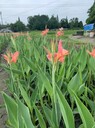 四川水生美人蕉批發(fā)基地粉花美人蕉大杯小杯美人蕉產(chǎn)地
