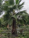 四川老人葵基地批發(fā)6米高老人葵袋苗老人葵價格