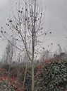 四川、重慶、成都白玉蘭種植基地批發(fā)10-12-15公分白玉蘭