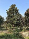 四川廣玉蘭基地批發(fā)10-20公分廣玉蘭價(jià)格廣玉蘭工程綠化苗
