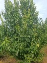 四川臘梅批發(fā)基地2-3米高臘梅產(chǎn)地臘梅工程苗批發(fā)
