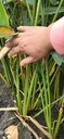 四川再力花基地批發(fā)再力花杯苗地苗再力花工程苗價格