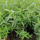 25高千屈菜小杯甘肅千屈菜批發(fā)千屈菜大杯工程苗千屈菜基地