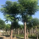 四川欒樹基地批發(fā)15-20公分欒樹價格欒樹工程苗批發(fā)