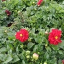 四川小麗花基地批發(fā)小麗花工程苗小麗花大杯盆苗小麗花價格