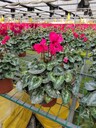 四川仙客來基地批發(fā)仙客來大杯30高仙客來價(jià)格
