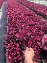四川中國紅基地批發中國紅杯花價格中國紅大杯小杯出售