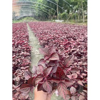 四川中国红基地批发中国红杯花价格中国红大杯小杯出售