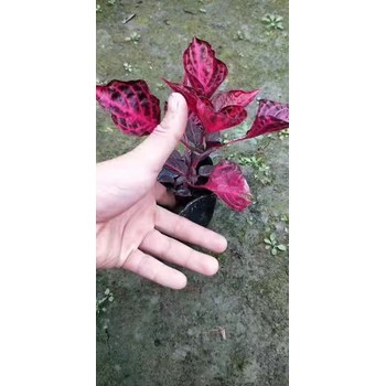 四川中國紅基地批發中國紅杯花價格中國紅大杯小杯出售