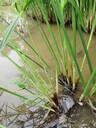 四川旱傘草基地批發(fā)旱傘草地苗杯苗旱傘草工程苗價(jià)格