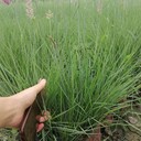 四川糖蜜草基地批發40高糖蜜草大杯小杯糖蜜草工程苗