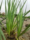 四川黃菖蒲基地批發40高黃菖蒲大杯黃菖蒲工程苗價格