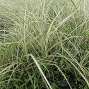四川花葉芒基地批發花葉芒工程苗產地花葉芒大杯小杯價格