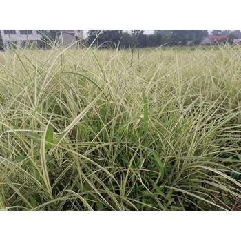 四川花葉芒基地批發(fā)花葉芒工程苗產(chǎn)地花葉芒大杯小杯價格