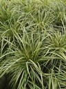 四川金葉苔草基地批發金葉苔草工程苗金葉苔草大杯價格