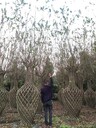 四川紫薇花瓶基地批發(fā)1.8-2米高紫薇花瓶?jī)r(jià)格紅花紫薇花瓶