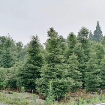 四川小葉楨楠基地批發10公分楨楠工程苗湖北楨楠湖南楨楠