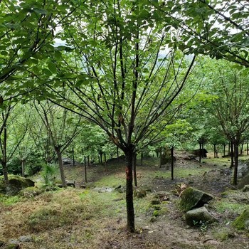 湖南櫻花批發(fā)3公分櫻花基地8公分櫻花價格高桿櫻花工程苗