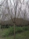 10公分紅梅種植戶8公分紅梅批發(fā)古樁紅梅基地紅梅工程苗
