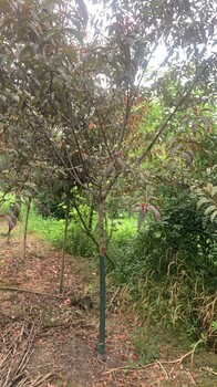 6公分紅葉碧桃基地陜西紅葉碧桃工程苗紅葉碧桃種植戶