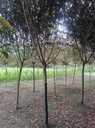 8公分碧桃基地碧桃工程苗出售高桿碧桃批發(fā)低分枝碧桃價(jià)格