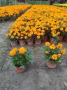 四川孔雀草基地批發(fā)孔雀草大杯小杯孔雀草價格20高孔雀草