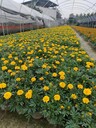 成都孔雀草基地20高孔雀草批發(fā)孔雀草14杯價(jià)格孔雀草工程苗