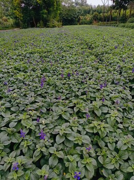 藍霸鼠尾草批發(fā)基地30-40高藍霸鼠尾草價(jià)格藍霸鼠尾草工程苗