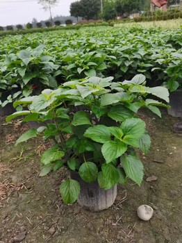 藍霸鼠尾草批發(fā)基地30-40高藍霸鼠尾草價(jià)格藍霸鼠尾草工程苗