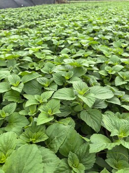 藍霸鼠尾草批發(fā)基地30-40高藍霸鼠尾草價(jià)格藍霸鼠尾草工程苗