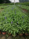 四川藍(lán)花鼠尾草基地批發(fā)30高藍(lán)花鼠尾草加侖杯藍(lán)花鼠尾草價(jià)格