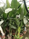 四川天堂鳥基地批發(fā)1-1.5米高天堂鳥盆苗天堂鳥工程苗