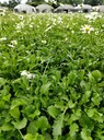 大濱菊基地批發(fā)20-30高大濱菊價格大濱菊大杯大濱菊工程苗
