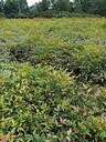 30-50高南天竹批發(fā)基地12-16杯南天竹價格貴州南天竹杯苗